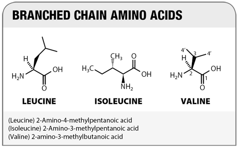 Branched Chain Amino Acids